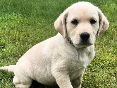 Purebred Labrador puppies in Tipperary