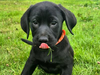 Purebred Labrador puppies in Tipperary