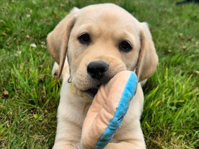 Purebred Labrador puppies in Tipperary
