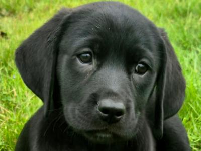 Purebred Labrador puppies in Tipperary