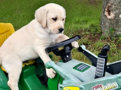 Purebred Labrador puppies in Tipperary