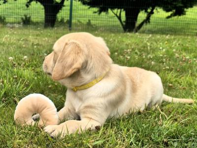 Purebred Labrador puppies in Tipperary