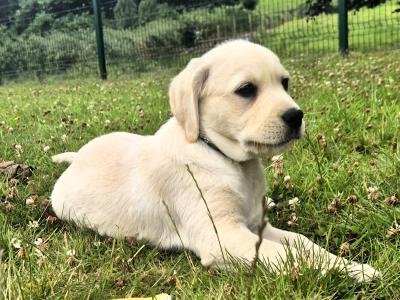 Purebred Labrador puppies in Tipperary