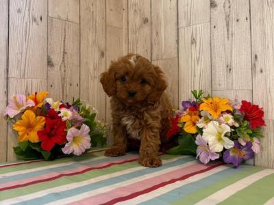 Vet checked, Child Friendly Toy Cavapoo puppies in Limerick