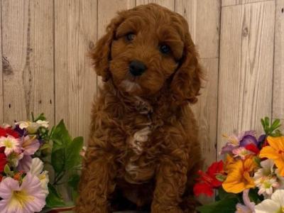 Vet checked, Child Friendly Toy Cavapoo puppies in Limerick