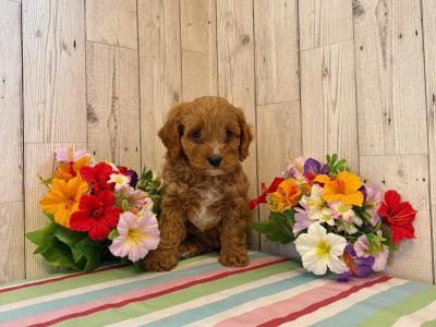 Vet checked, Child Friendly Toy Cavapoo puppies in Limerick