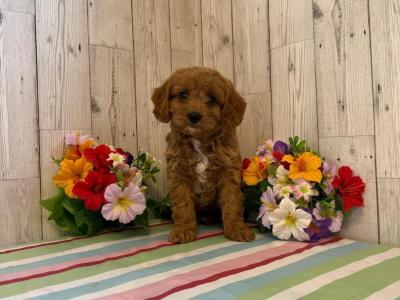 Vet checked, Child Friendly Toy Cavapoo puppies in Limerick