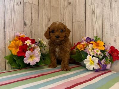 Vet checked, Child Friendly Toy Cavapoo puppies in Limerick