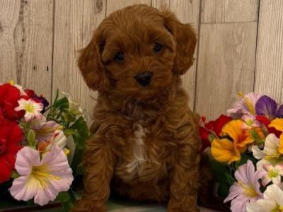 Vet checked, Child Friendly Toy Cavapoo puppies in Limerick