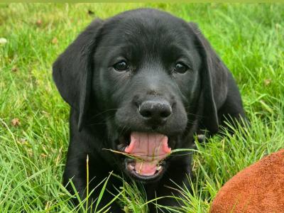 Purebred Labrador puppies in Tipperary