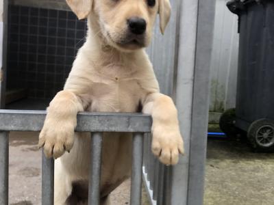 Two IKC Registered female pups with excellent pedigree