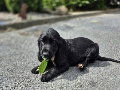 READY NOW!!! Beautiful IKC Registered Cocker Spaniel puppies in Galway
