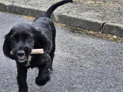READY NOW!!! Beautiful IKC Registered Cocker Spaniel puppies in Galway