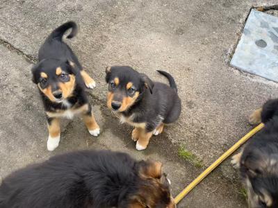 Border Collie puppies in Cork