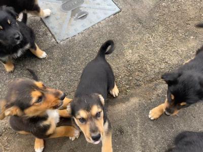 Border Collie puppies in Cork