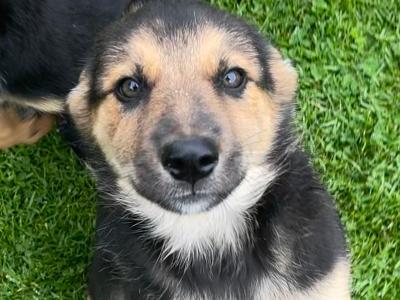 Border Collie puppies in Cork