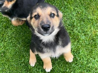 Border Collie X puppies in Cork