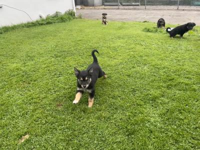 Border Collie puppies in Cork