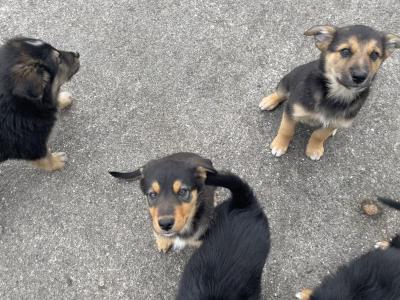 Border Collie puppies in Cork