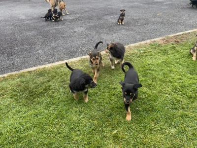 Border Collie puppies in Cork