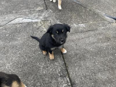 Border Collie puppies in Cork