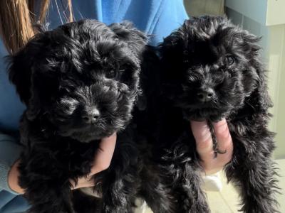 Miniature Cockapoo puppies in Offaly