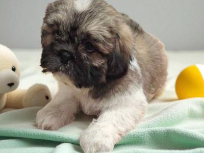 IKC Registered Shih Tzu puppies in Longford