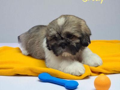 IKC Registered Shih Tzu puppies in Longford
