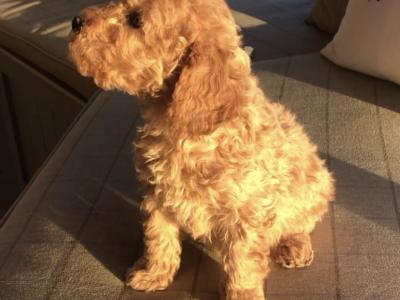 Miniature Cockapoo puppies in Offaly