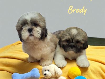 IKC Registered Shih Tzu puppies in Longford
