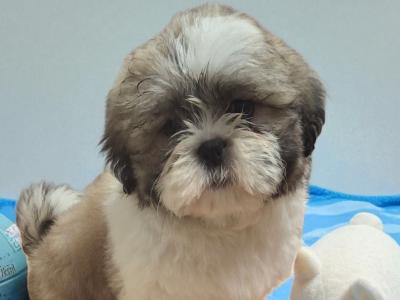 IKC Registered Shih Tzu puppies in Longford