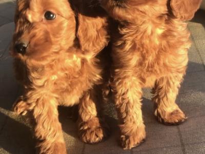 Miniature Cockapoo puppies in Offaly