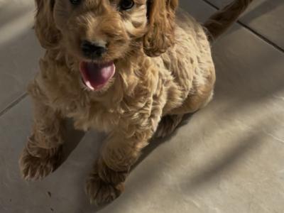 Miniature Cockapoo puppies in Offaly