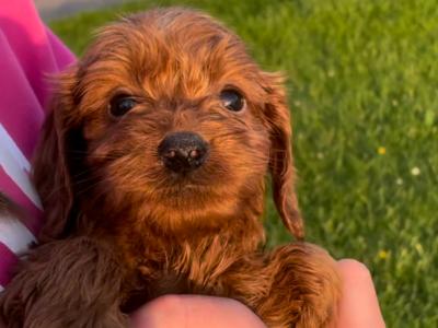 Miniature Cockapoo puppies in Offaly