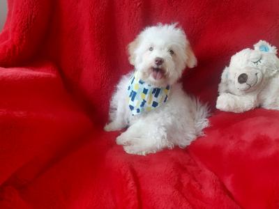 Gorgeous Cavachon/Bichon puppy male 🐶