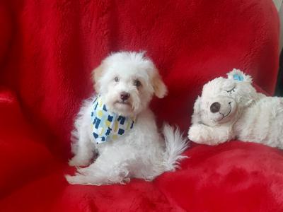 Gorgeous Cavachon/Bichon puppy  🐶