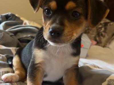 Chihuahua x Patterdale pups