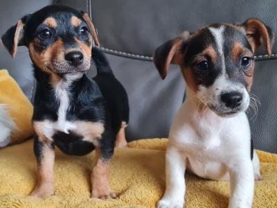 Stunning Little Jack Russell puppies in Kildare