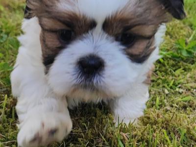 Gorgeous IKC male Shih Tzu puppies in Dublin