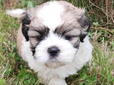 Gorgeous IKC male Shih Tzu puppies in Dublin