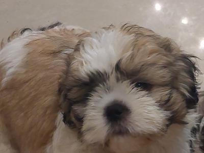 Gorgeous IKC male Shih Tzu puppies in Dublin