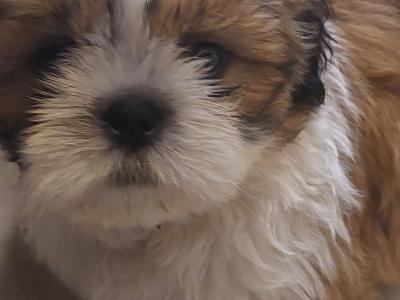 Gorgeous IKC male Shih Tzu puppies in Dublin