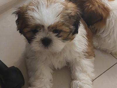 Gorgeous IKC male Shih Tzu puppies in Dublin