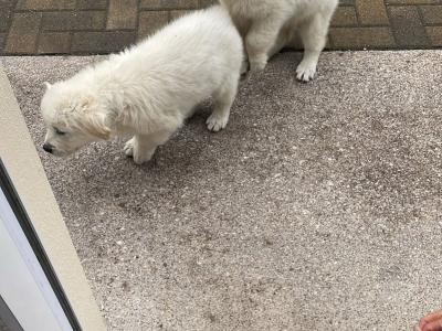 Beautiful Golden Retriever pus