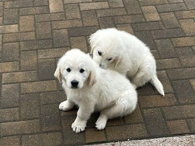 Beautiful Golden Retriever pus
