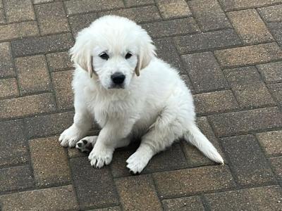 Beautiful Golden Retriever pus