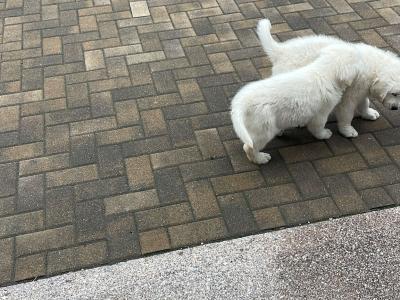 Beautiful Golden Retriever pus