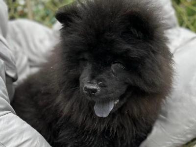 IKC Registered female Chow Chow puppy in Wicklow 🐻
