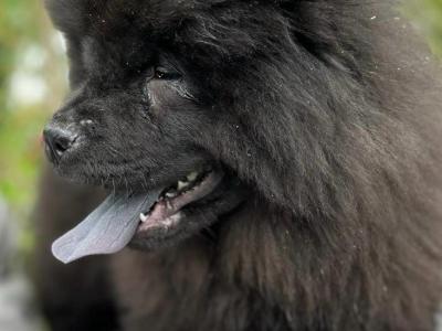 IKC Registered female Chow Chow puppy in Wicklow 🐻