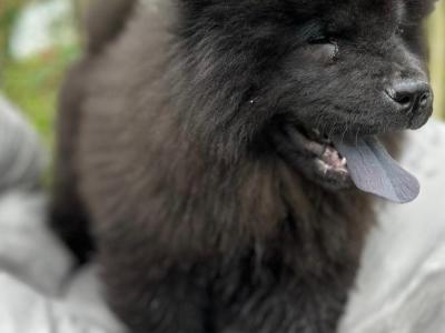 IKC Registered female Chow Chow puppy in Wicklow 🐻